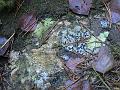 Natur 0151
